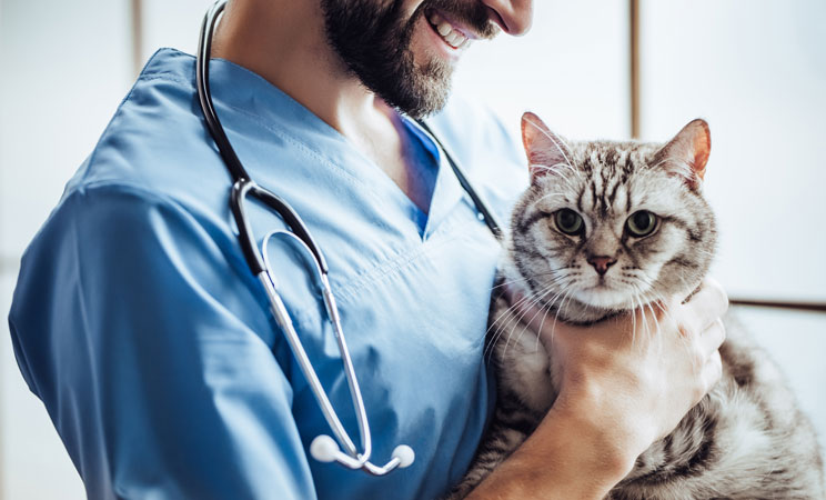Home | Veterinarian in Port Washington, NY | Feline Veterinary Hospital  Feline Veterinary Hospital - Veterinarian in Port Washington, NY US